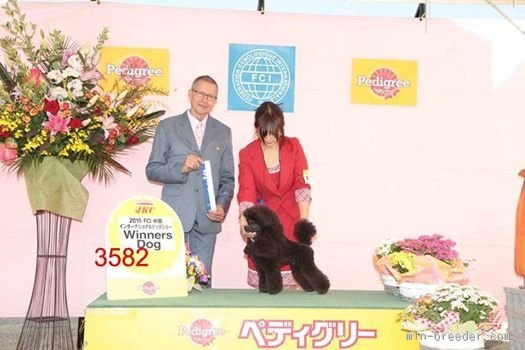 山廣　暁美(やまひろ　あけみ)ブリーダー(広島県・トイプードルなど・JKC登録)の紹介写真1