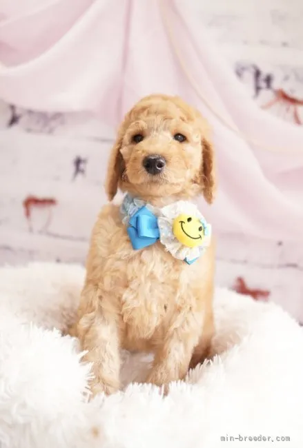 ID:2201-02233の子犬