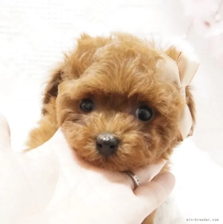 ID：2302-04430の子犬