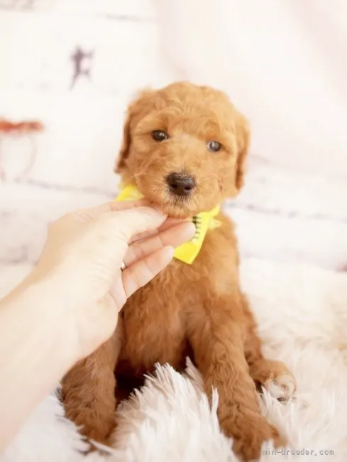 dari 様のお迎えした子犬