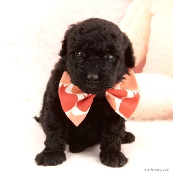 ID：2402-03661の子犬