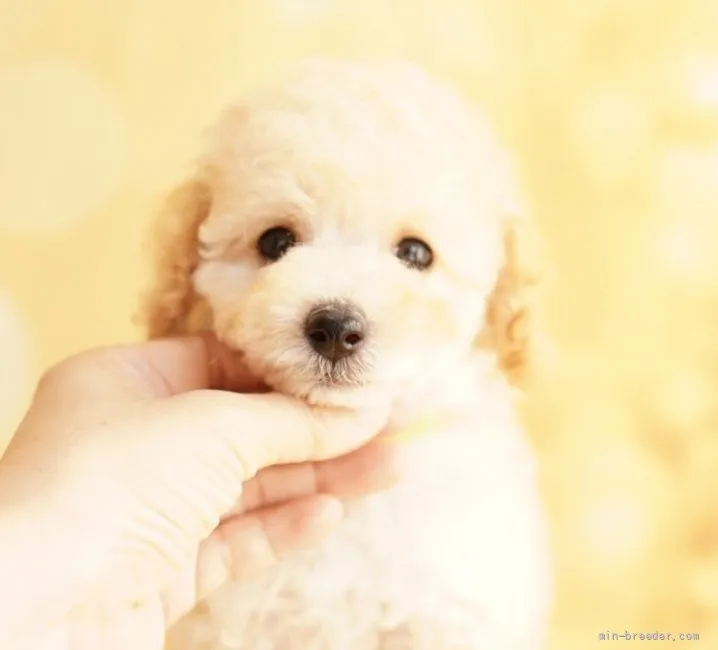 ID：2107-03492の子犬