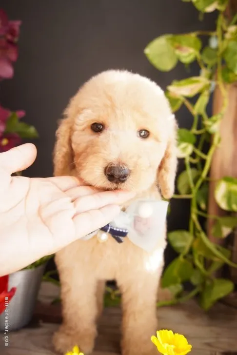 ID:2101-02886の子犬