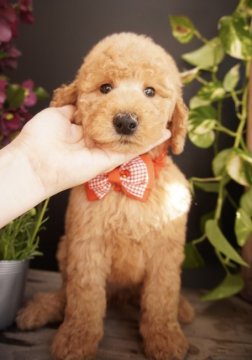 スタンダードプードル【広島県・女の子・2021年1月5日・アプリコット】の写真「☆良血統のわんちゃんです☆」