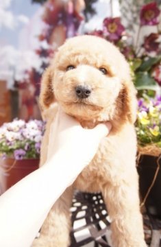 スタンダードプードル【広島県・男の子・2021年1月5日・アプリコット】の写真「☆良血統です☆」