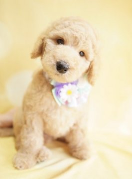 スタンダードプードル【広島県・男の子・2021年6月29日・アプリコット】の写真「☆遺伝子検査3項目発症しません☆」