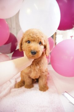 スタンダードプードル【広島県・男の子・2020年6月21日・レッド】の写真「♡パパはチャンピオン♡」