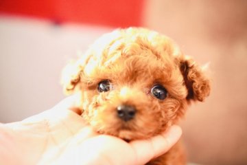 トイプードル(ティーカップ)【広島県・男の子・2020年8月19日・レッド】の写真「大きなお目目」