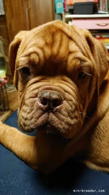 ID：2403-05376の子犬