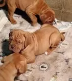 ボルドーマスティフ【広島県・女の子・2023年12月6日・レッド】の写真4「親兄弟と過ごしています。」