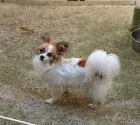 パピヨン【広島県・女の子・2020年12月20日・ホワイト&セーブル】の写真4「お母さん犬」