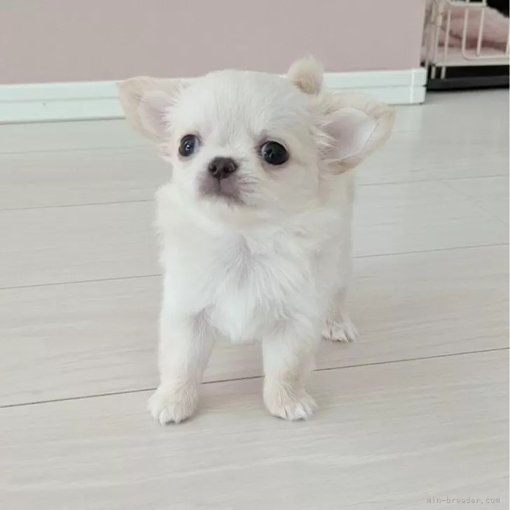 Meri 様のお迎えした子犬