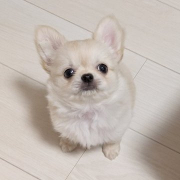 チワワ(ロング)【宮城県・男の子・2025年5月3日・クリーム&ホワイト】の写真「ヘソ天星人な💕可愛い男の子💕」