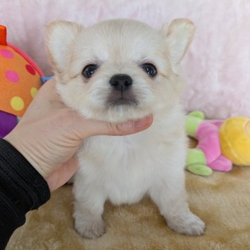 チワワ(ロング)【宮城県・男の子・2025年5月3日・クリーム&ホワイト】の写真「まるでぬいぐるみ💕可愛いボク💕」