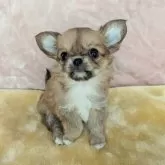 チワワ(ロング)
