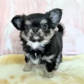 チワワ(ロング)