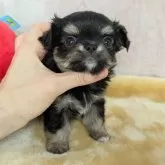 チワワ(ロング)