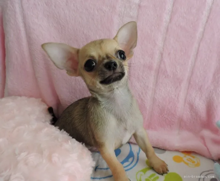 ID：1906-01430の子犬