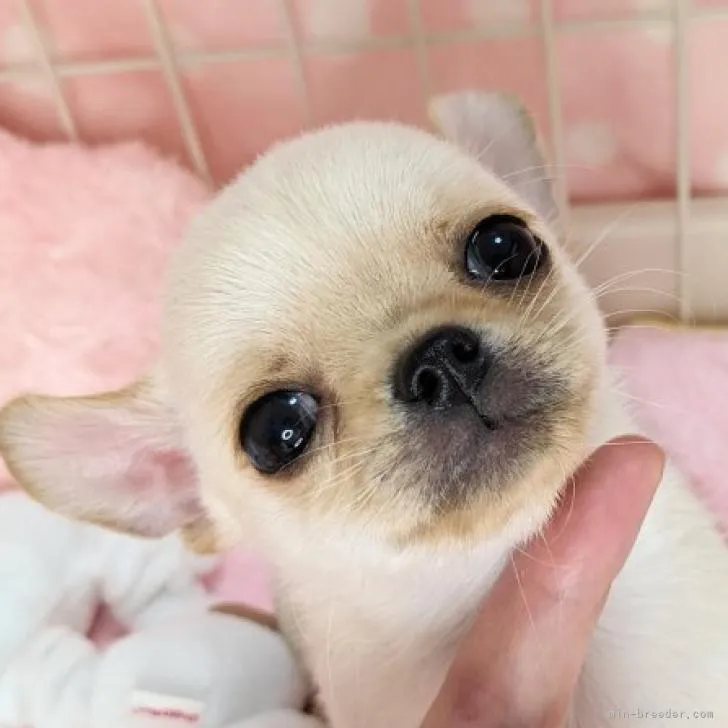 かおり 様のお迎えした子犬