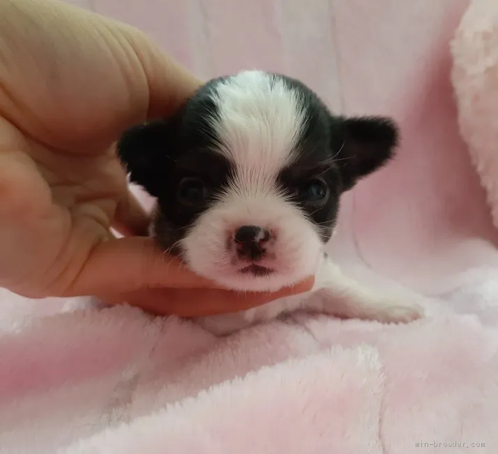 ID:2006-00943の子犬