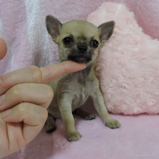 ID：1907-00345の子犬