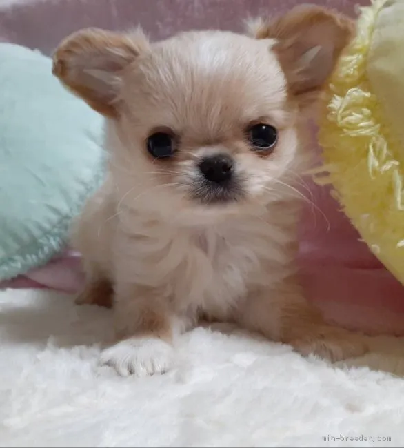 ID:2106-02028の子犬