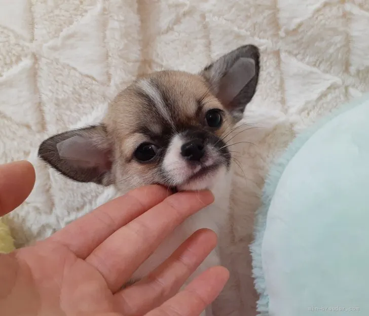 ID:2112-03704の子犬