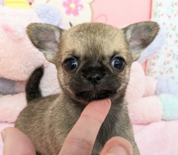 チワワ(スムース)【宮城県・男の子・2022年9月20日・フォーン】の写真「可愛いボクちゃん💕」