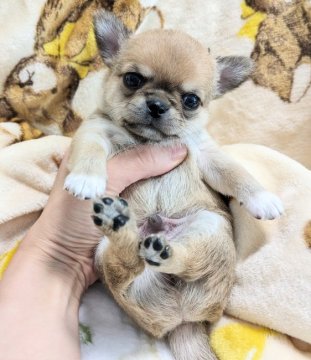 チワワ(スムース)【宮城県・男の子・2023年10月14日・フォーン】の写真「丸っこい男の子🥰将来は可愛い系男子になります💞」