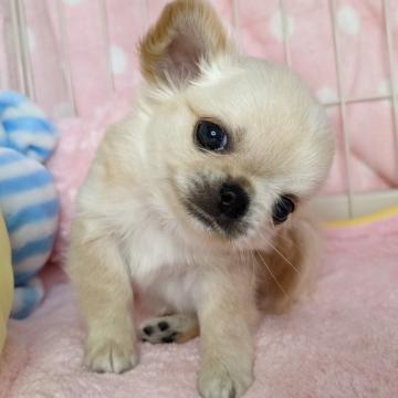 チワワ(ロング)【宮城県・男の子・2022年8月8日・クリーム】の写真「可愛すぎ〜な男の子❤️」