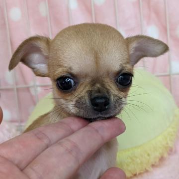 チワワ(スムース)【宮城県・女の子・2022年7月22日・フォーン】の写真「小さい女の子🥰」