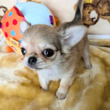 チワワ(ロング)【宮城県・男の子・2024年7月2日・フォーン】の写真「ママによく似た男の子」