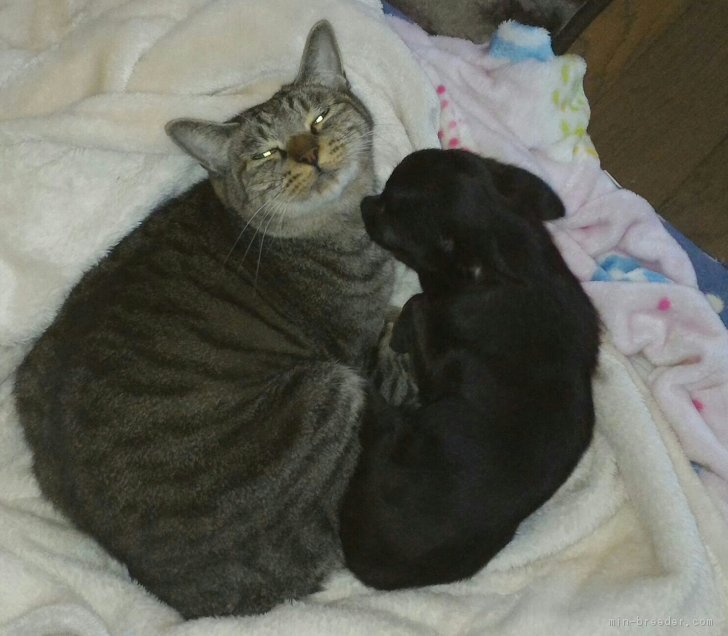 ペット？の猫とも、チワワ達は仲良しです。猫ちゃんとの同居にもハードルの低いフレンドリーな彼らです。｜安藤　牧子(あんどう　まきこ)ブリーダー(埼玉県・チワワ(ロング)など・JKC登録)の紹介写真2