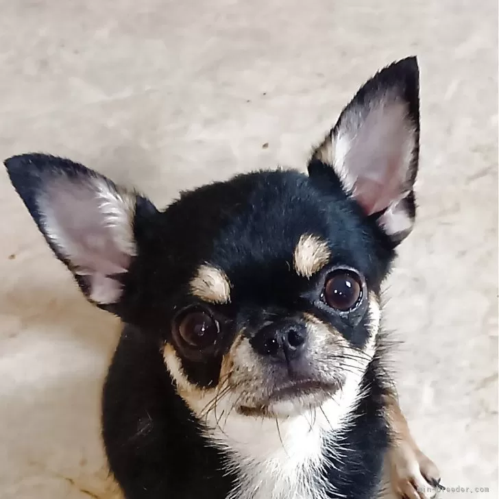 ID:2503-05033の子犬