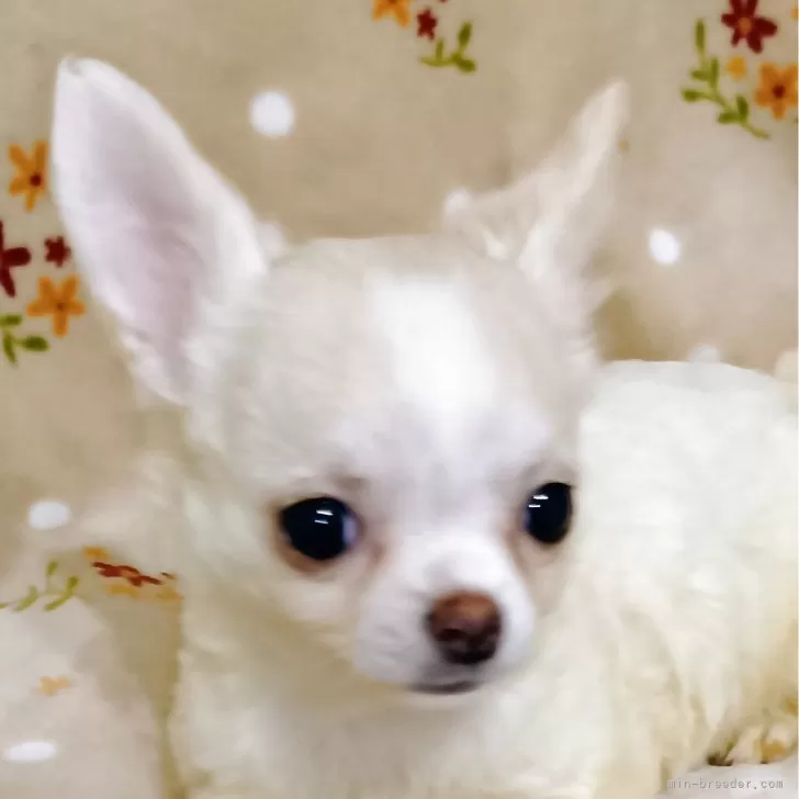 チワワ(ロング)【埼玉県・女の子・2025年8月23日・ホワイト&amp;クリーム】の写真1