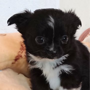 チワワ(ロング)【埼玉県・女の子・2024年11月27日・ブラック&ホワイト】の写真「おっとり、優しくアピールをしてくれます。」