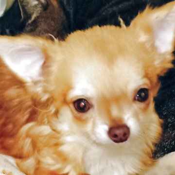 チワワ(ロング)【埼玉県・女の子・2025年6月11日・チョコレートフォーン】の写真「小ぶりちゃん決定のおちゃめさん
総額でご案内中」