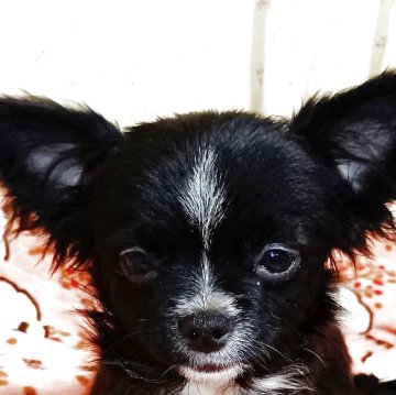 チワワ(ロング)【埼玉県・女の子・2025年6月11日・ブラックソリッド】の写真「レアカラーのおっとりさん。
総額でのご案内！」