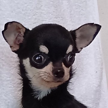チワワ(スムース)【埼玉県・男の子・2024年6月27日・ブラック&タン】の写真「ハンサ厶君、小柄です。
総額表示しています。」