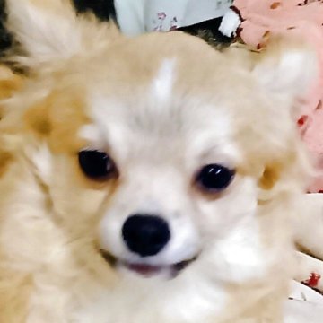 チワワ(ロング)【埼玉県・男の子・2025年6月11日・フォーンホワイト】の写真「フワフワウェーブの男の子
総額です。」