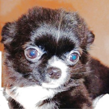 チワワ(ロング)【埼玉県・男の子・2025年9月2日・ブラック】の写真「マズルの短い可愛い僕です。」