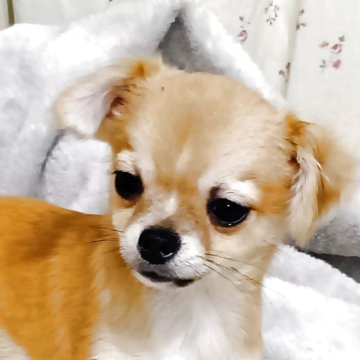 チワワ(ロング)【埼玉県・男の子・2025年6月11日・フォーン】の写真「明るく、活発な男の子です。
総額表示中!」