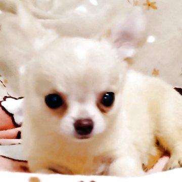 チワワ(ロング)【埼玉県・女の子・2025年8月23日・クリーム&ホワイト】の写真「小ぶりなおちゃめちゃん。」