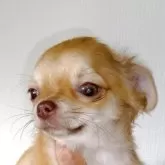 チワワ(ロング)