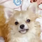 チワワ(ロング)