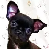 チワワ(スムース)