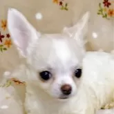 チワワ(ロング)