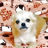 チワワ(ロング)