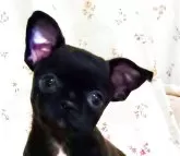 チワワ(スムース)【埼玉県・男の子・2025年9月2日・ブラックソリッド】の写真2