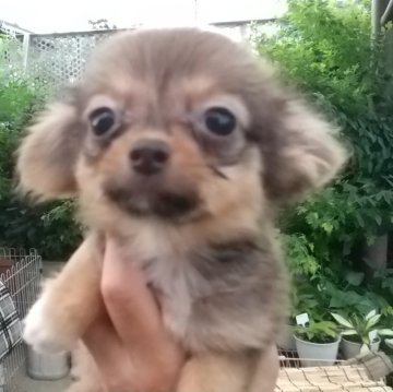 チワワ(ロング)【埼玉県・男の子・2024年4月15日・チョコレート&タン】の写真「おっとりタイプのハンサムボーイ。」